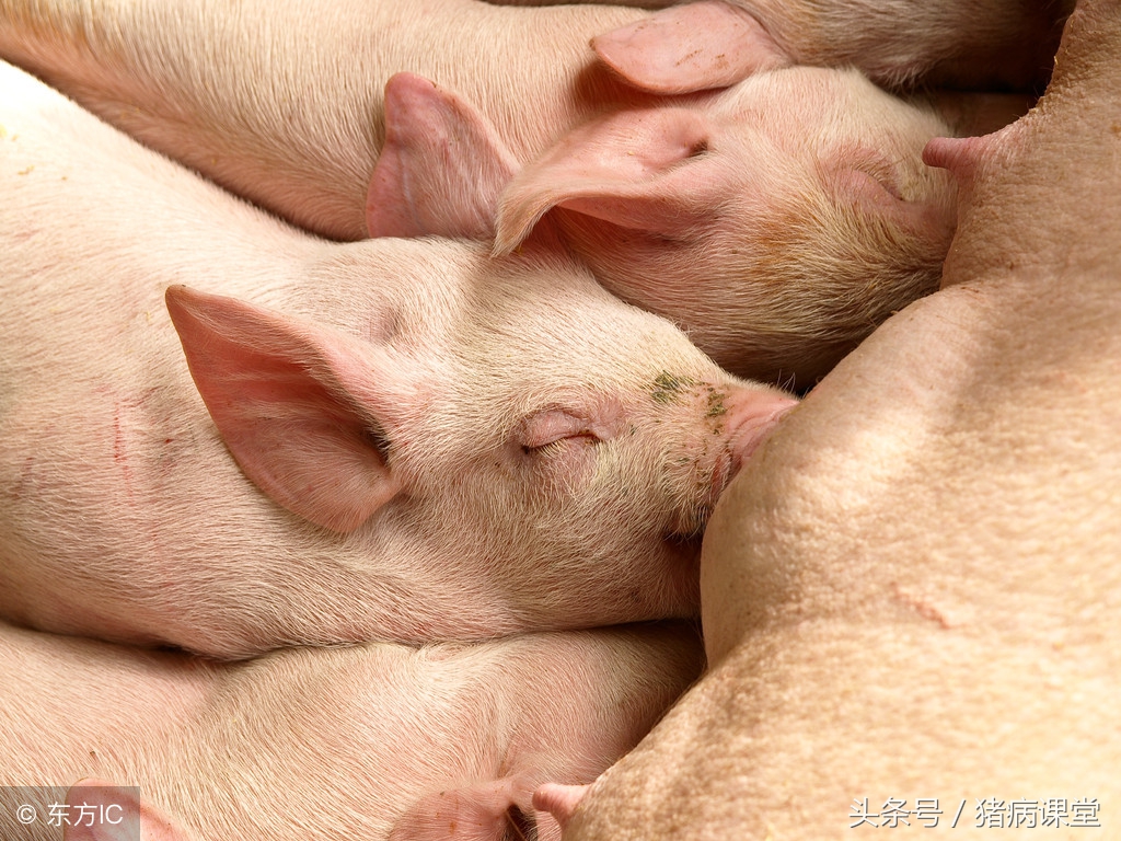 猪育种方法和技术,猪繁育技术有哪几种