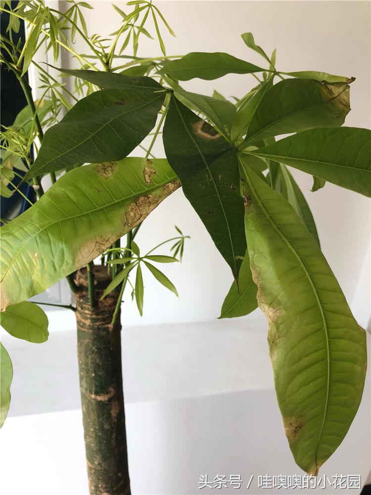 发财树掉枝,发财树搬到新家马上就黄叶了