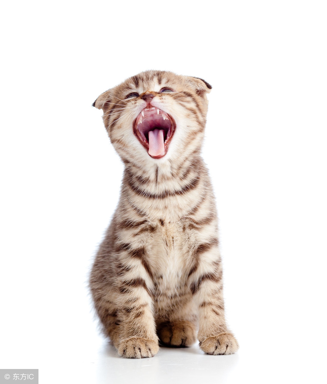 猫咪的习性及饲养方法,合格猫咪