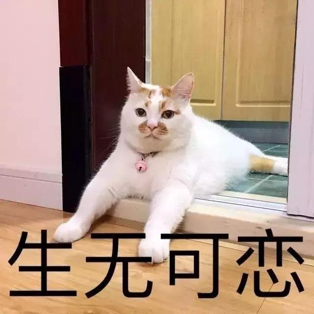 男朋友把猫打了一顿扔出去了,男朋友打我养的猫怎么办