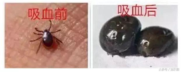 狗狗什么虫不能试着去除,狗狗除虫了有什么要注意的