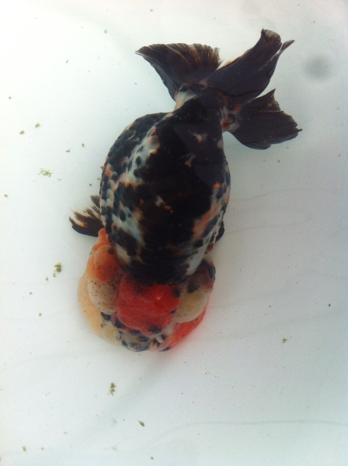 金鱼如何喂食需要注意什么,金鱼怎么喂食最快最好