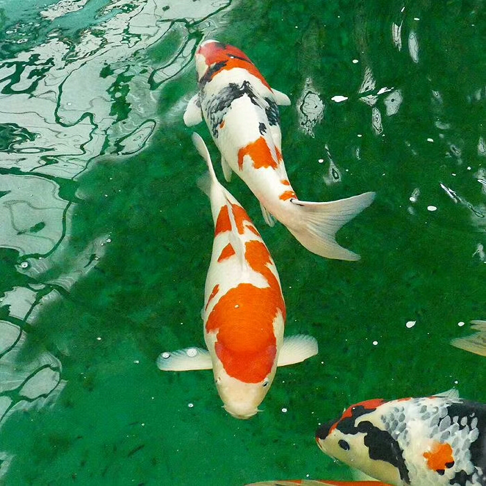 养鱼要培养什么菌,养鱼用什么水产菌种