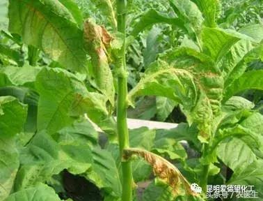 治作物病毒病的有什么好药吗,牛皮癣的真菌感染怎么治疗