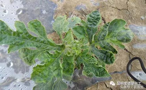 治作物病毒病的有什么好药吗,牛皮癣的真菌感染怎么治疗
