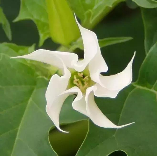 野菜功效,野菜功效介绍