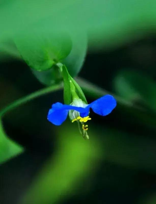 野菜功效,野菜功效介绍