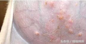 新手养宠:狗狗出现皮肤病怎么解决?