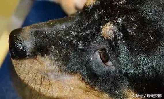 新手养宠:狗狗出现皮肤病怎么解决?