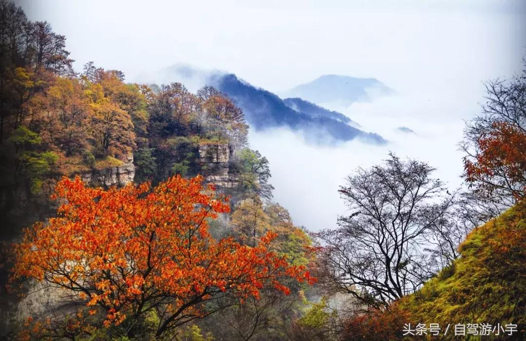 河南省赏红叶一日游,河南省秋天红叶最佳去处