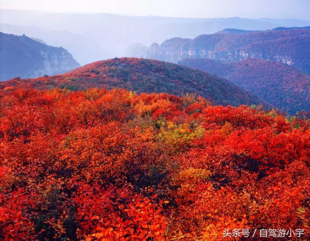 河南省赏红叶一日游,河南省秋天红叶最佳去处