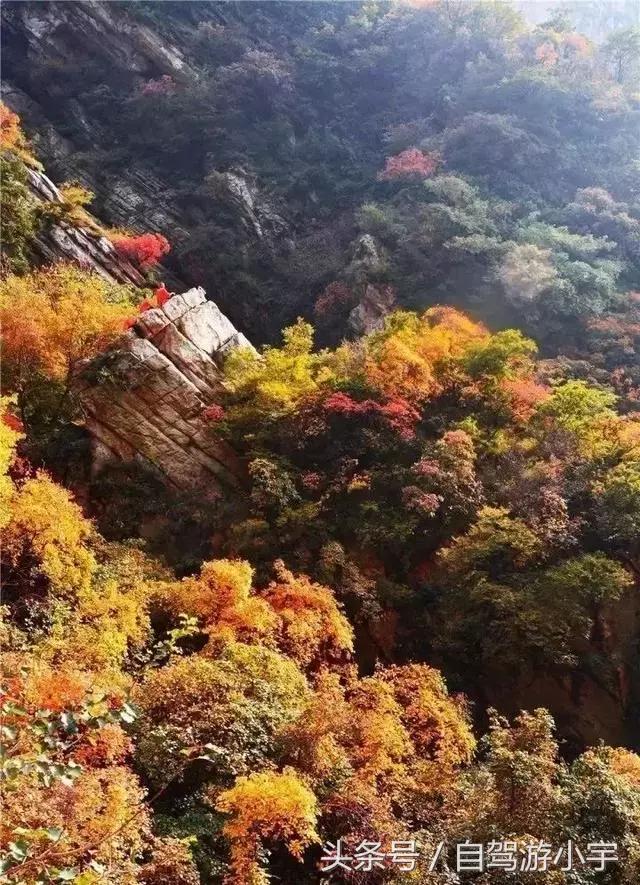河南省赏红叶一日游,河南省秋天红叶最佳去处