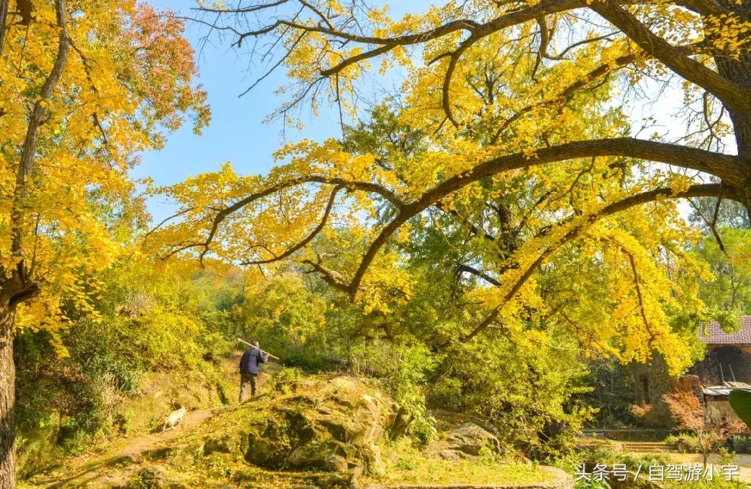 河南省赏红叶一日游,河南省秋天红叶最佳去处