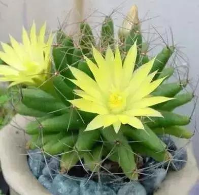 世界各国国花国鸟国树,世界各国的国花完整版