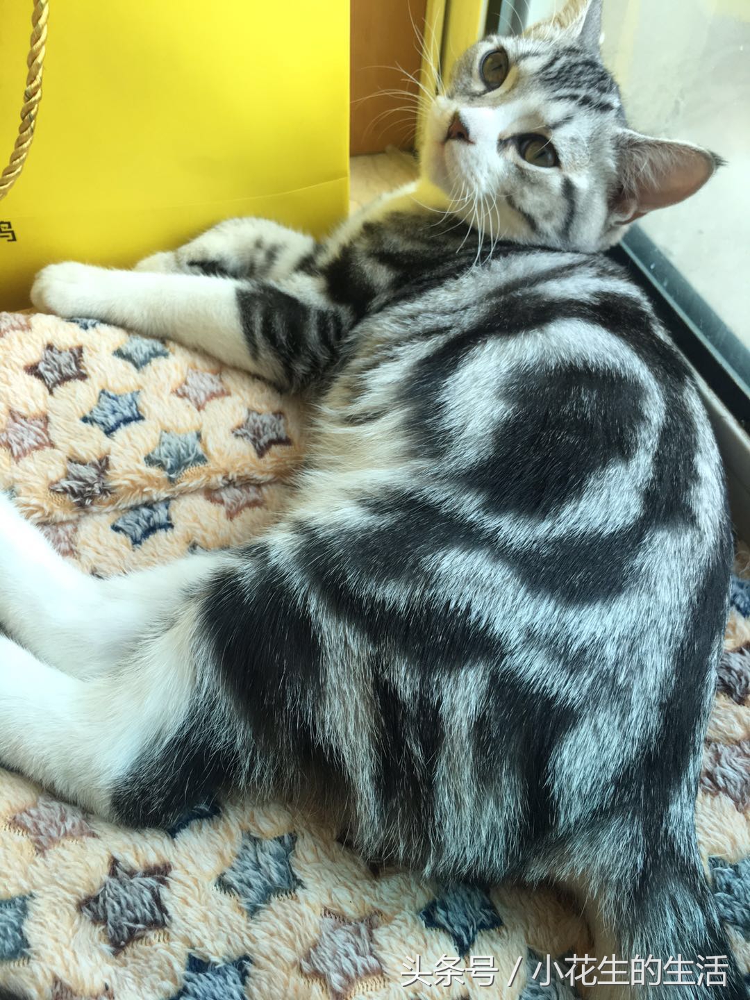 不小心踩到了猫尾巴掉了一撮毛,不小心把猫踩了给他道歉行吗