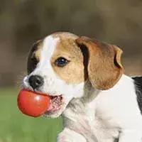 比格犬介绍,比格犬是不是宾格