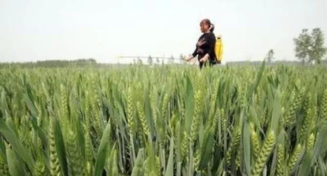 小麦一喷三防使用技巧,今年小麦一喷三防什么时间打最佳