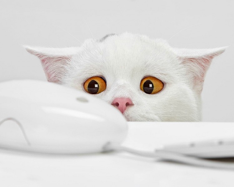 收藏备用猫咪常见疾病预防与急救,猫的知识猫咪饮食常见病症