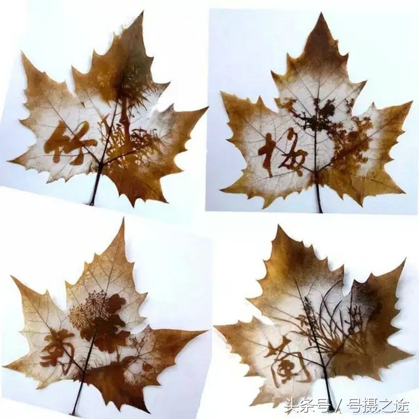 一叶一菩提禅境欣赏,一叶一菩提一窗一风景