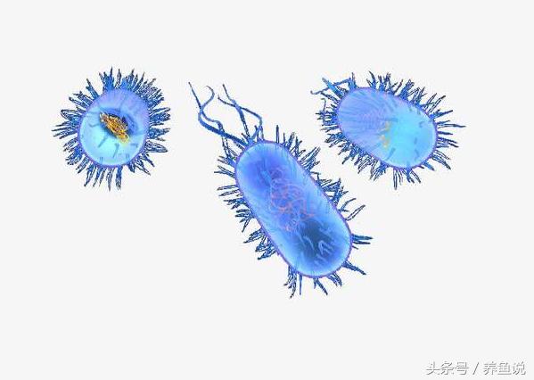 活性硝化细菌是直接倒在鱼缸里么,硝化细菌影响水质清澈的原理