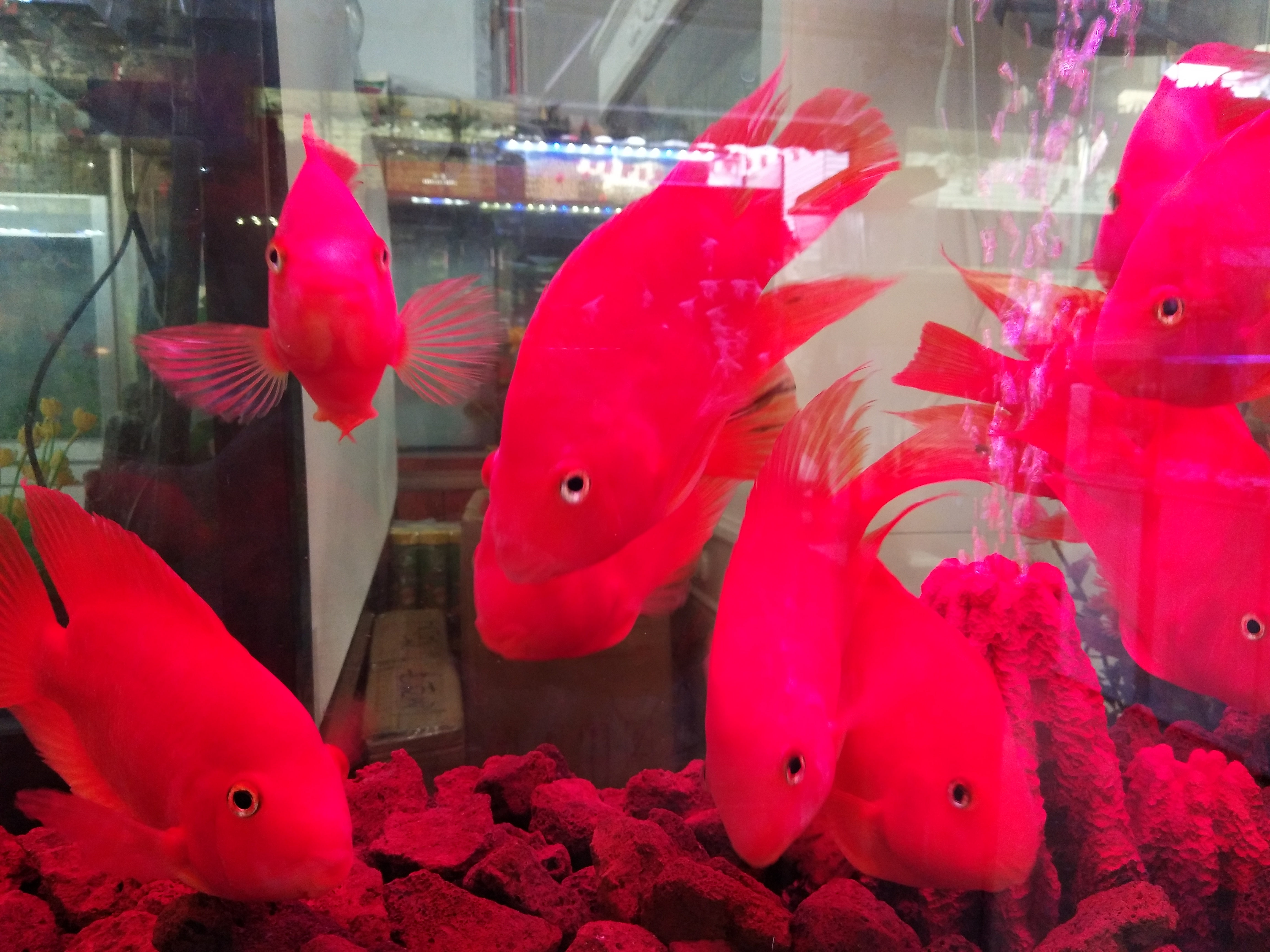 鹦鹉鱼的饲养方法与技巧,鹦鹉鱼饲养要点有哪些