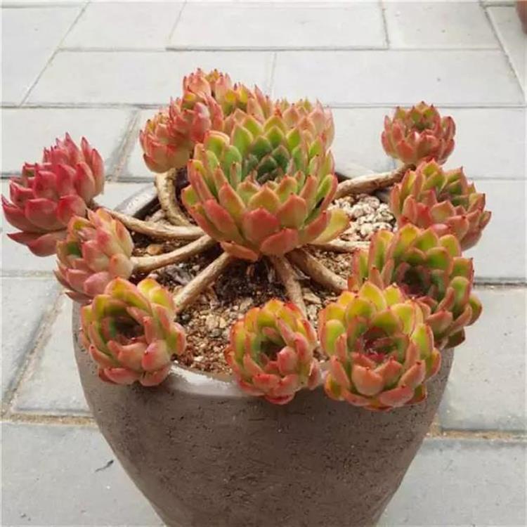 养成老桩最好看的多肉品种,多肉怎么养才能养成老桩盆景