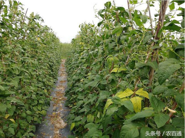 豇豆伸蔓期水肥管理,豇豆抽蔓期的田间管理