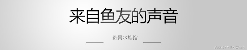 矮珍珠养护注意事项,矮珍珠草坪造景