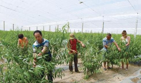 大棚栽植油桃，扣棚后如何管理，需要注意哪些内容