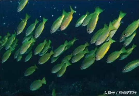 泰国蜜月岛门票,泰国水下婚礼举办视频