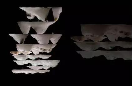 参与却不干预汇佳学校IBDP满分生刘怡行的家长教育观