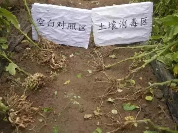 定植蔬菜死苗怎么办,烧苗了蔫了怎么补救