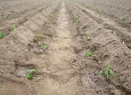 定植蔬菜死苗怎么办,烧苗了蔫了怎么补救