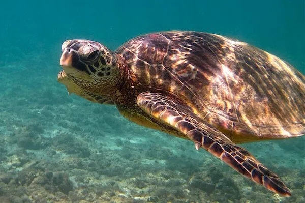 438天漂流9000公里，离开陆地14个月里他只做了一件事——活下去