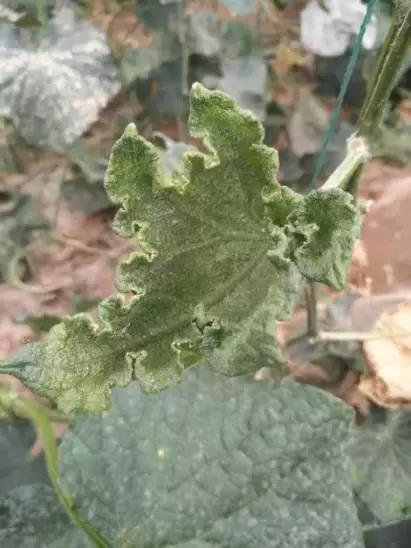 如何科学区分和防治黄瓜病害