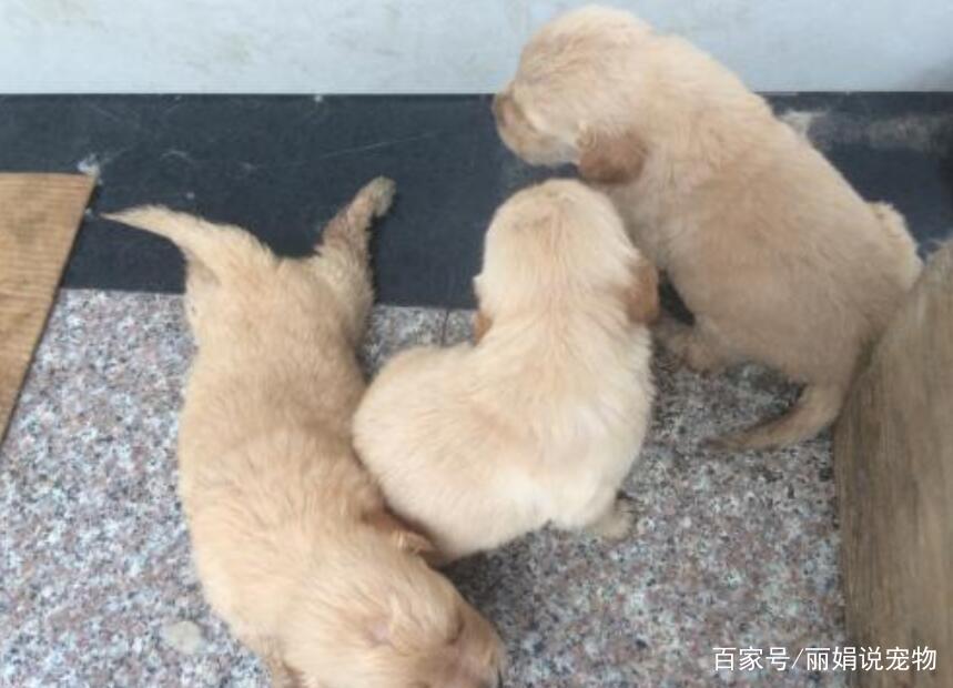 金毛*交犬**配需要注意些什么？