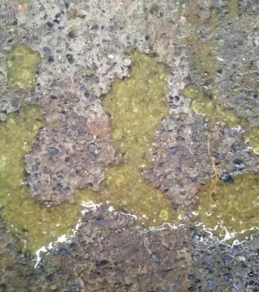 冬季如何预防小猪流行性腹泻,猪流行性腹泻二联疫苗打哪个部位