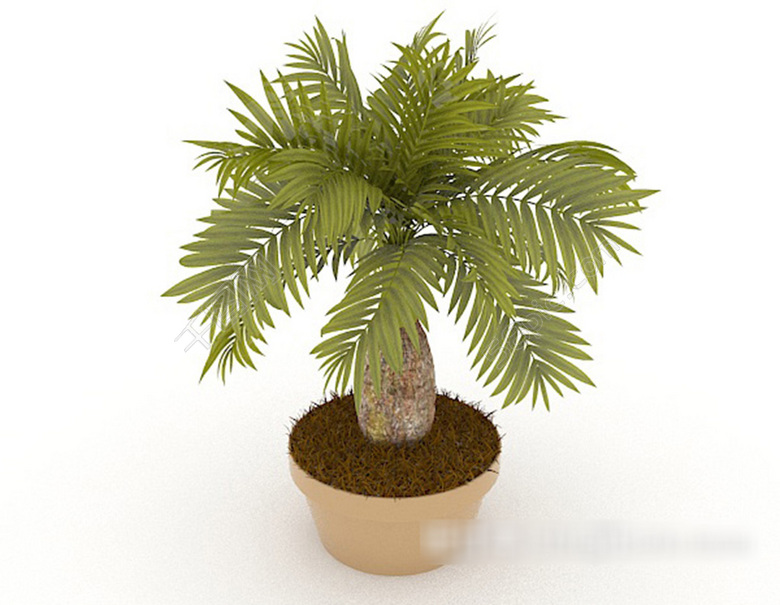 苏铁放阳台,怎样把苏铁搬到阳台