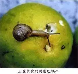 柑橘常见虫子有哪些,蜗牛危害柑橘是怎样的