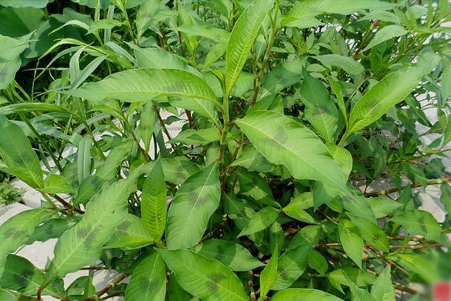 乡间路边常见的野草竟有如此功效,一种不起眼的野草很多人都没见过