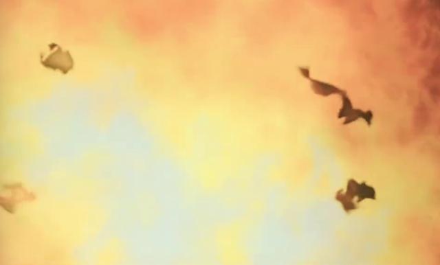 一只猫竟然有神力,一只猫有超能力吗