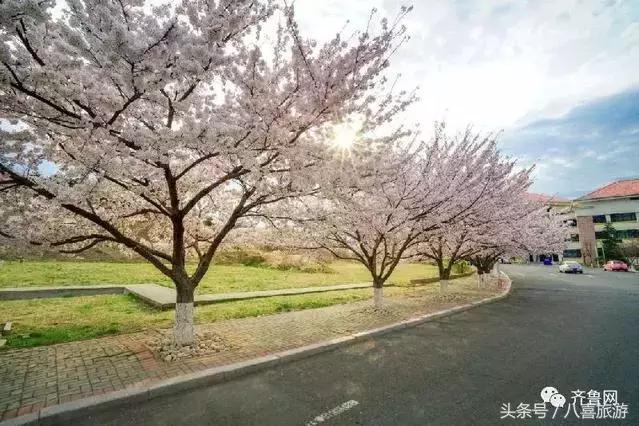 老外游崂山,坐青岛11号线去崂山