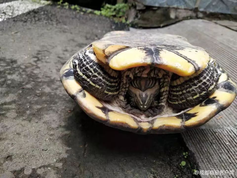 砰砰！从7楼坠下，将车顶砸出一个坑！它倒没事！