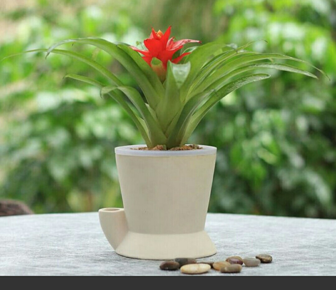 鸿运当头黄叶焦尖什么原因导致的,鸿运当头出现了黄叶干叶怎么防治