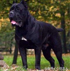 十大禁养猛犬排行,藏獒在世界十大猛犬的排名