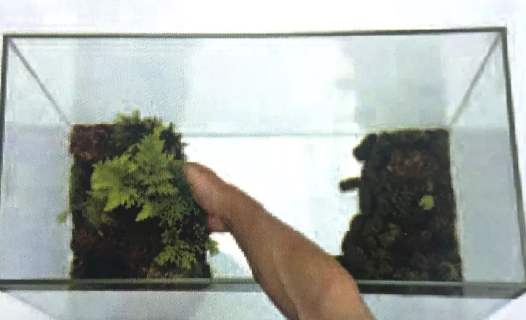 盆景十二技法图片讲解榕树,盆景十二技一法口诀