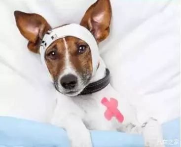 汇臻答疑｜开车撞倒狗预示着什么吗？