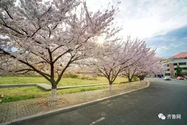 青岛4号线游崂山攻略,崂山一日游青岛站