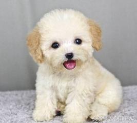 常见的几种家养狗狗,亳州正宗泰迪犬种有哪些