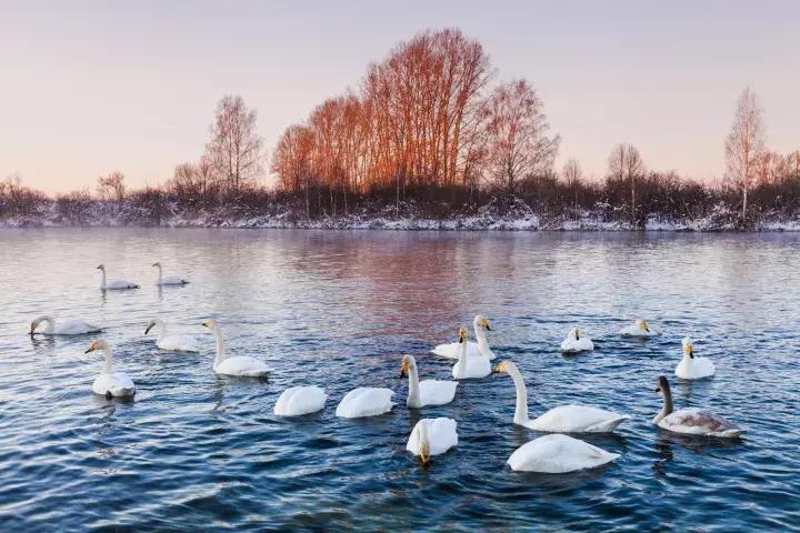 冬天去日本北海道的攻略,冬季日本北海道游记